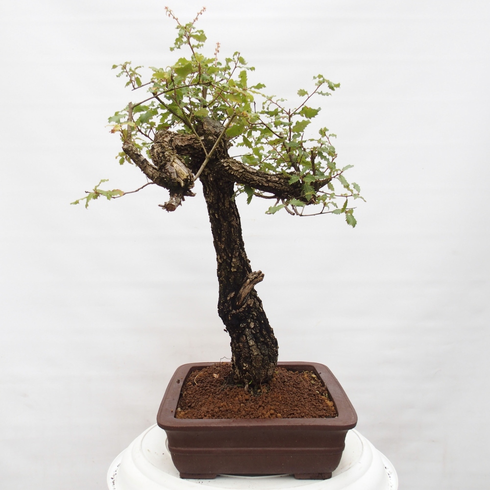 Yamadori - Quercus Ilex -Dub cezmínovitý