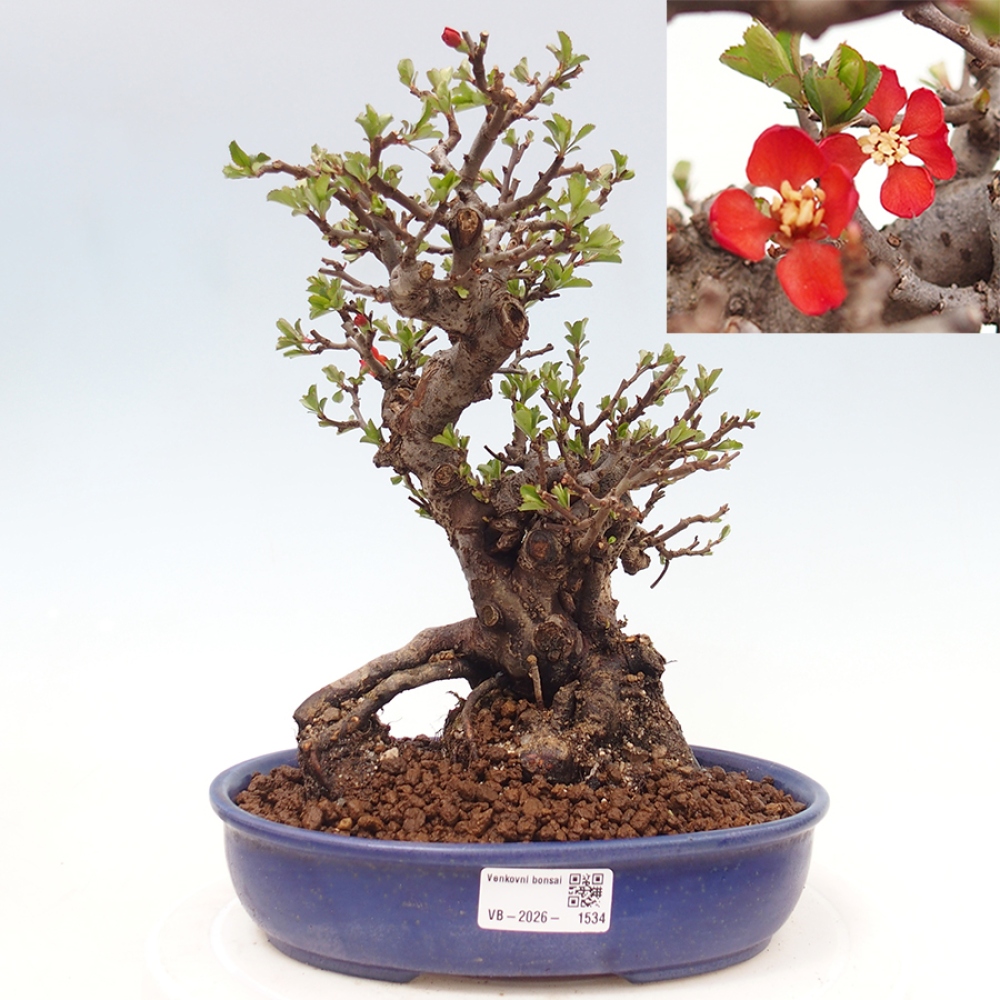 Vonkajšie bonsaje - Chaneomeles speciosa - Kdoule