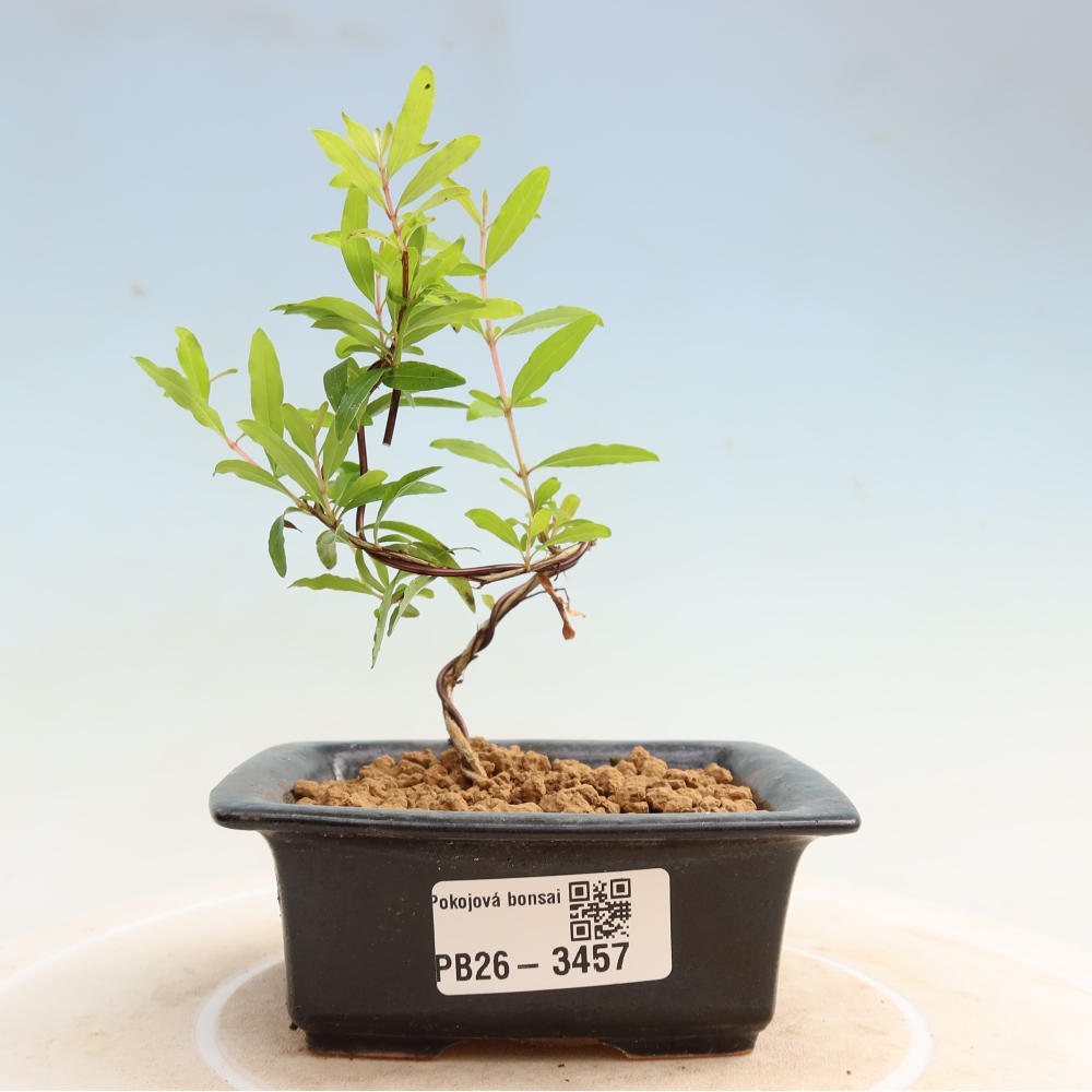 Izbový bonsaj-PUNICA granatum nana-Granátové jablko