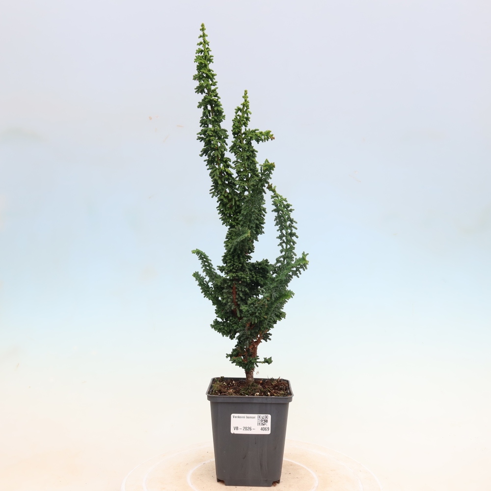 Vonkajší bonsaj - Cham. obtusa SEKKA HINOKI - Cypruštek