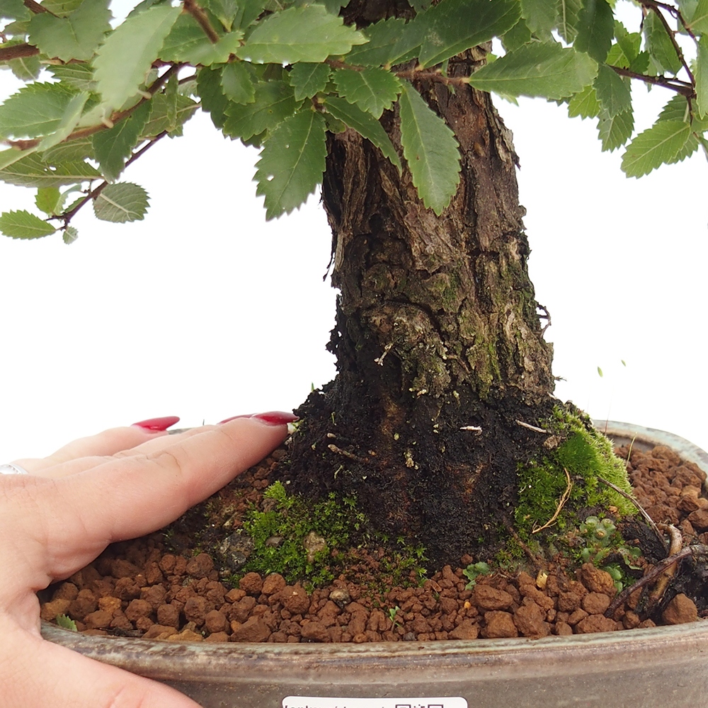 Vonkajšie bonsaje - Zelkova - Zelkova NIRE