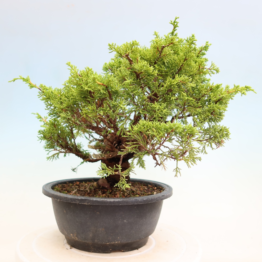 Vonkajší bonsai – Juniperus chinensis Itoigawa – čínsky jalovec