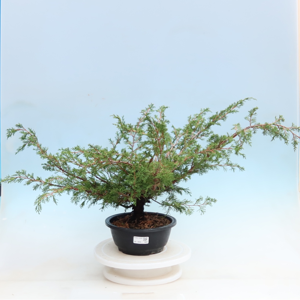 Vonkajší bonsai – Juniperus chinensis Itoigawa – čínsky jalovec