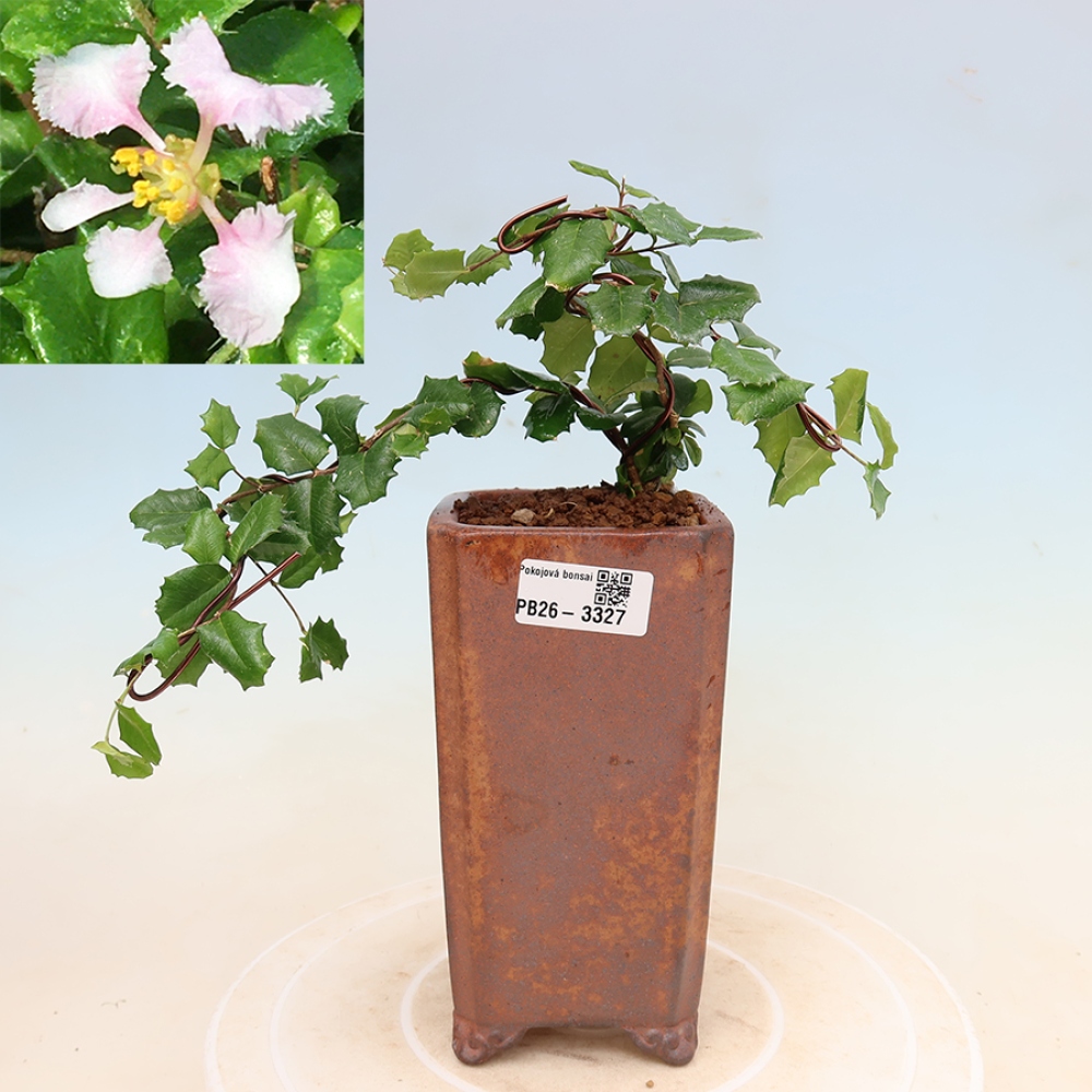 Izba bonsai – barbadoská čerešňa (Malpighia coccigera)
