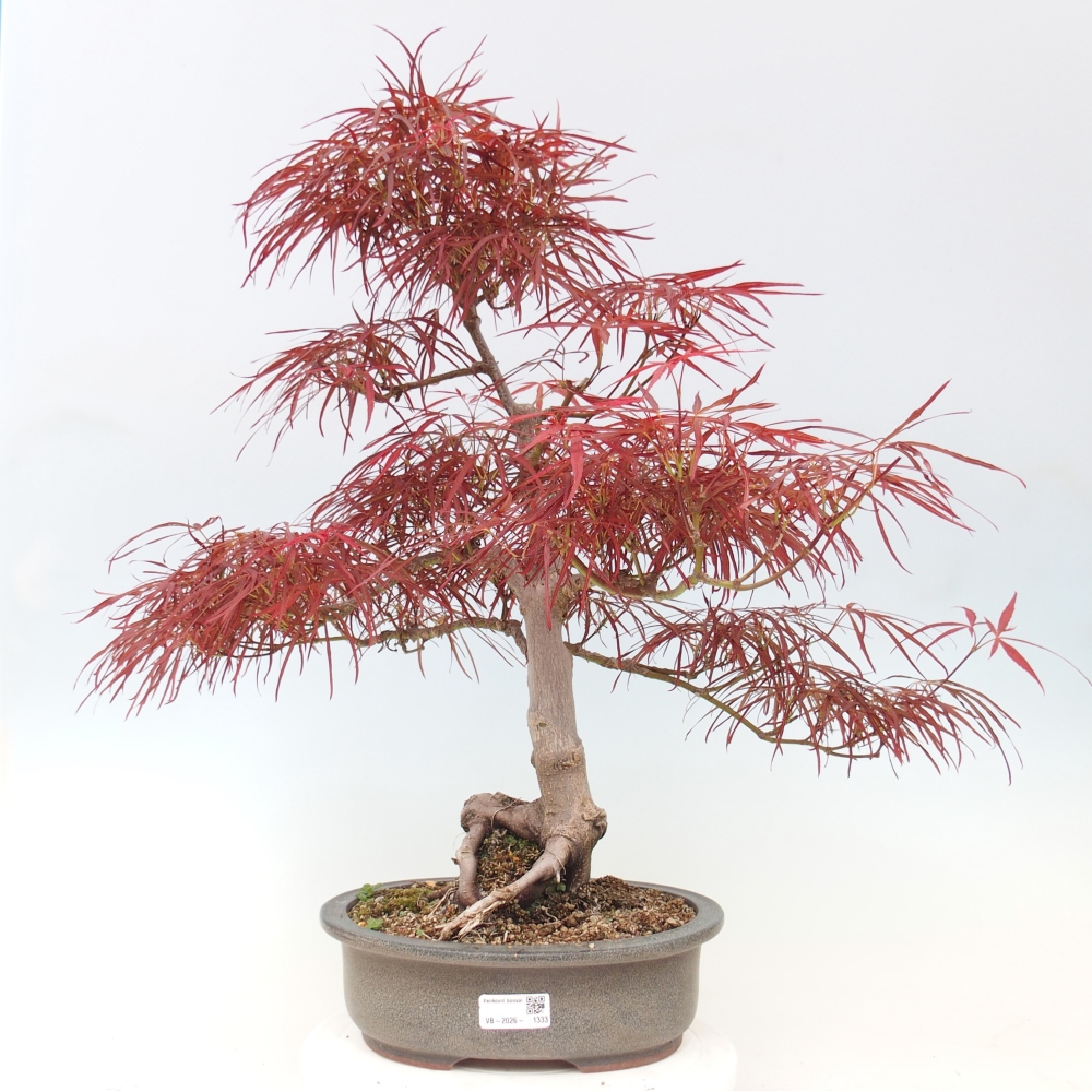 Vonkajší bonsaj - Acer palmatum RED PYGMY