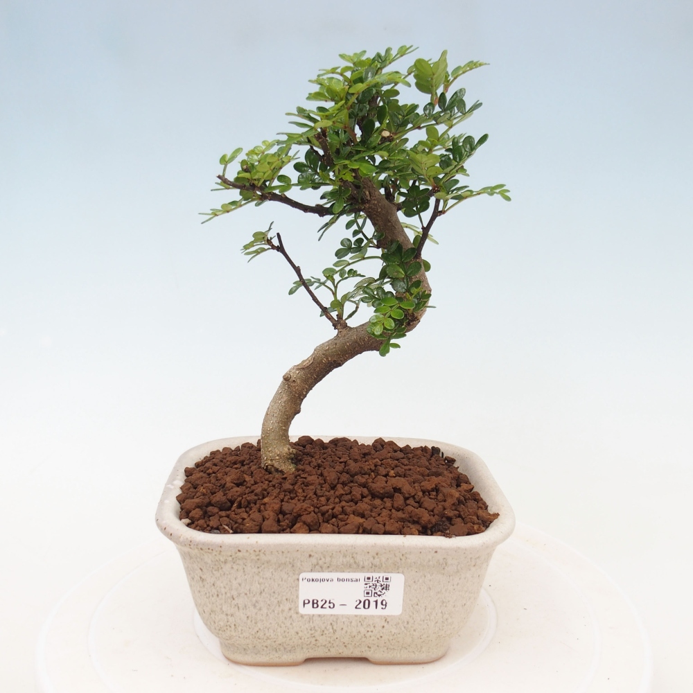 Izbová bonsai - Zantoxylum piperitum - piepor