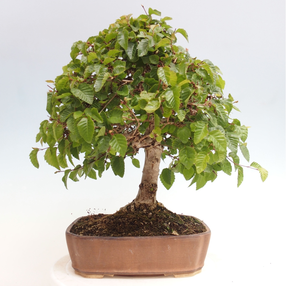Vonkajší bonsai -Carpinus CARPINOIDES - Hrab kórejský