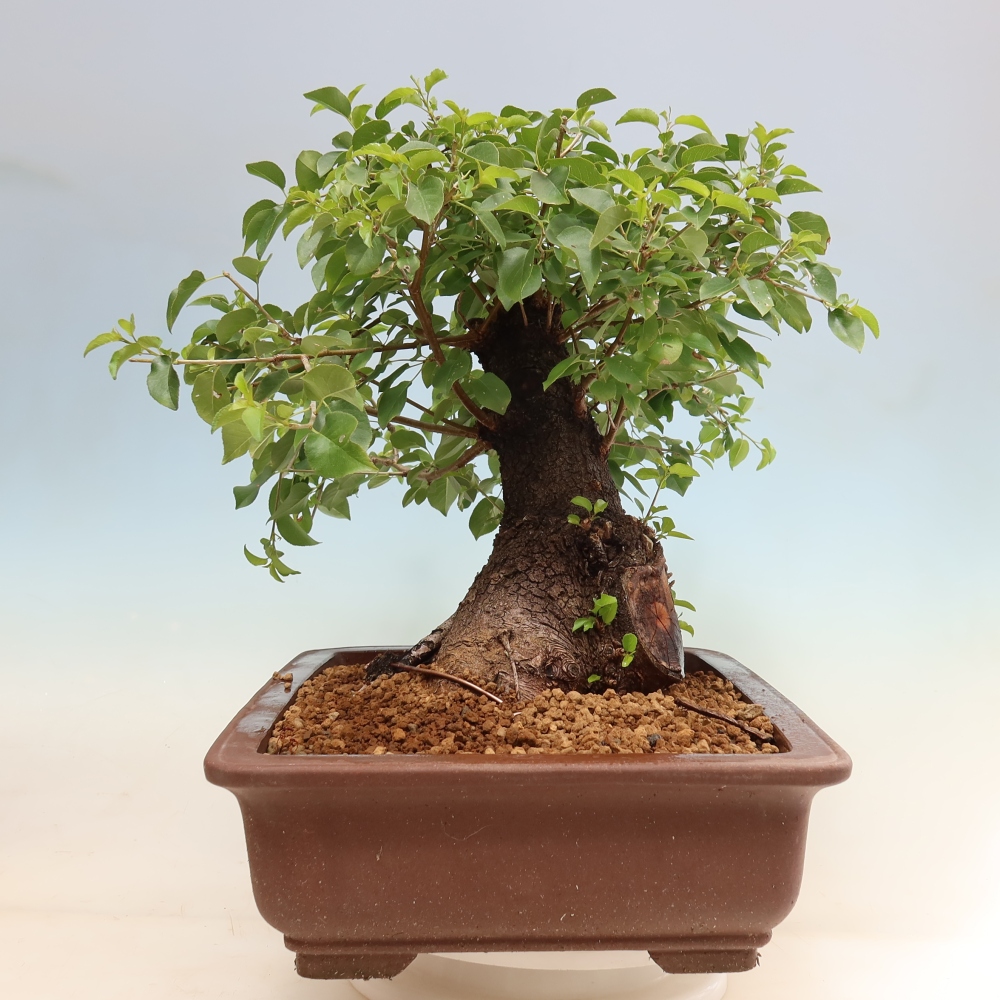Vonkajší bonsai – Mahalebka – Prunus mahaleb