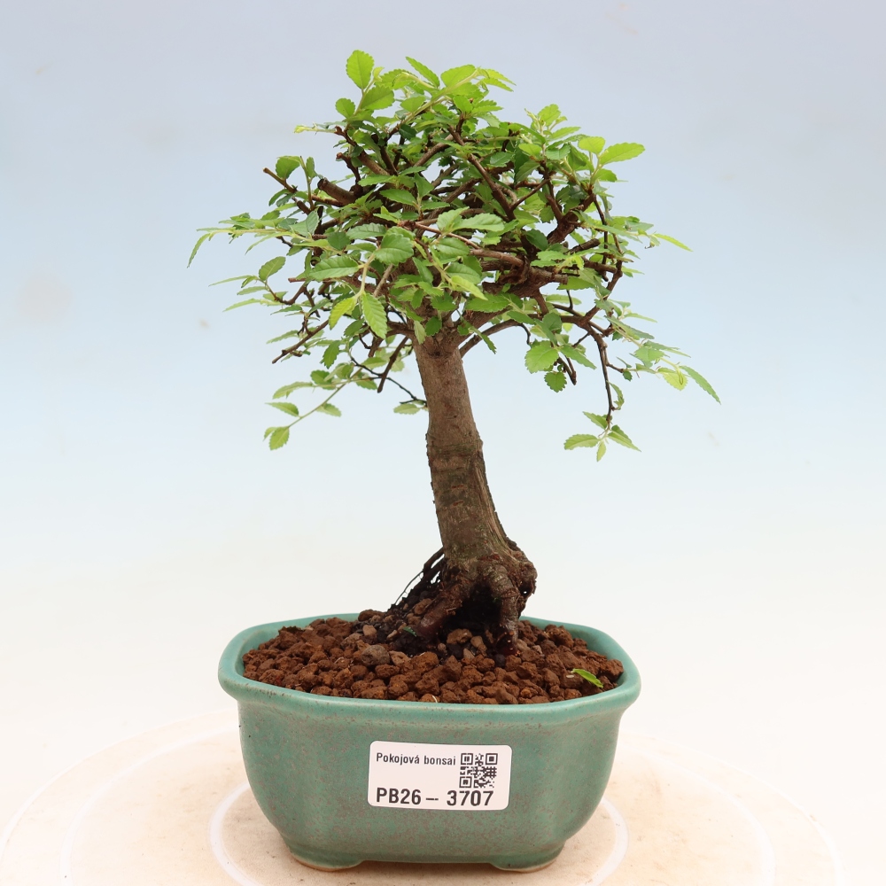 Izbový bonsaj - Ulmus parvifolia - brest malolistý
