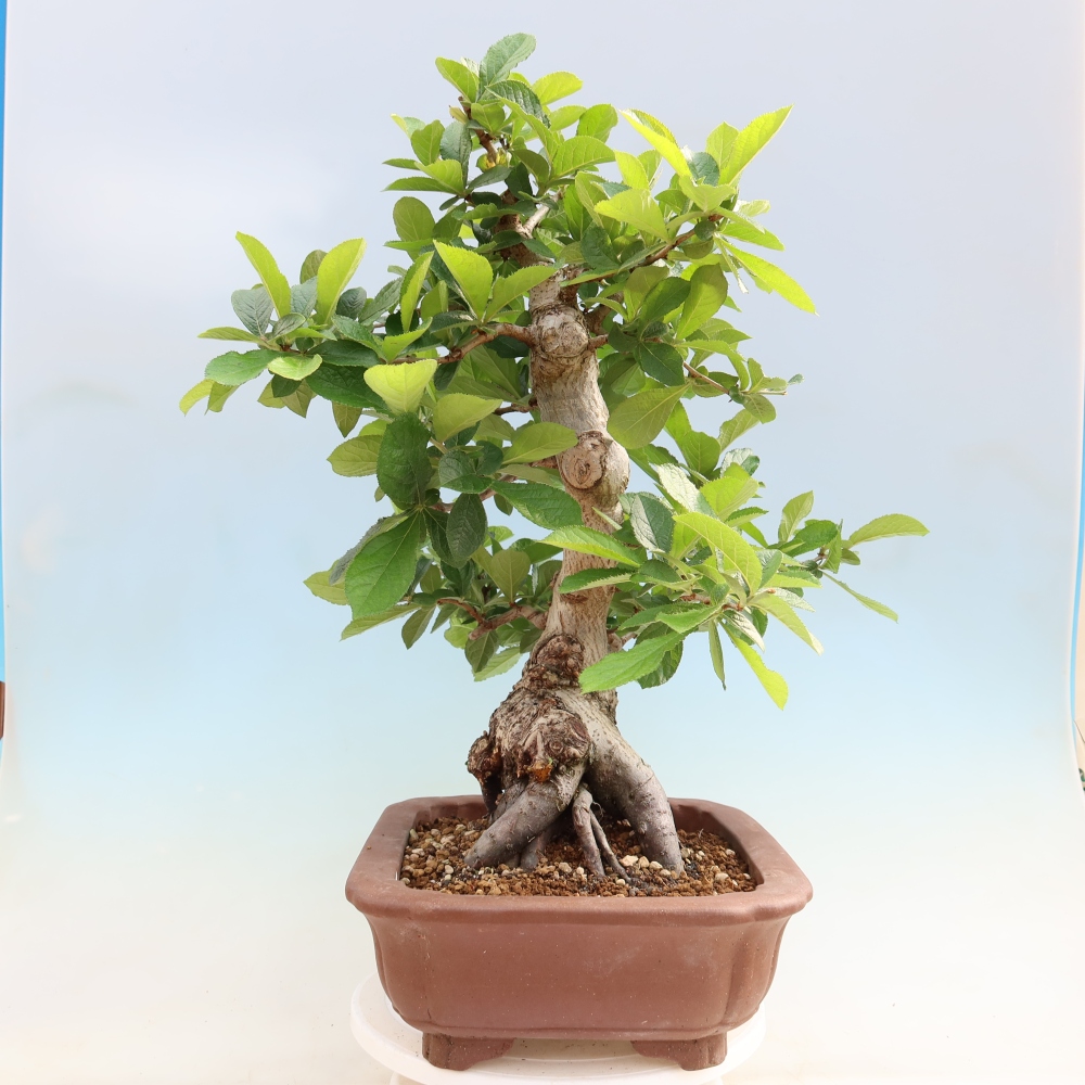 Vonkajšie bonsaje – Photinia chlpatá – Photinia villosa