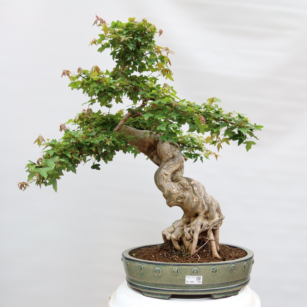 Vonkajšie bonsaje - Javor Burger - Acer Burgerianum
