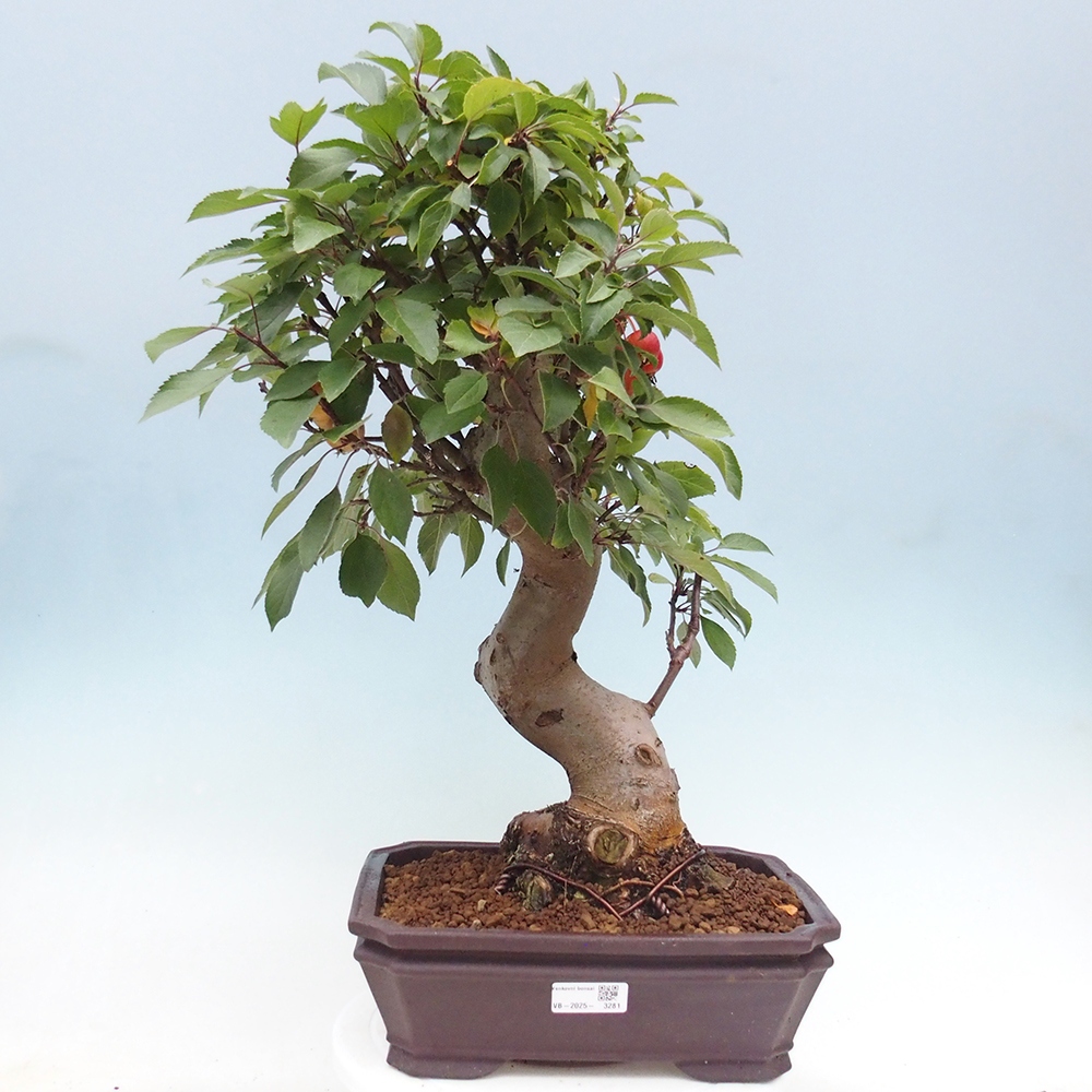 Vonkajší bonsai -Malus halliana - Maloplodá jabloň