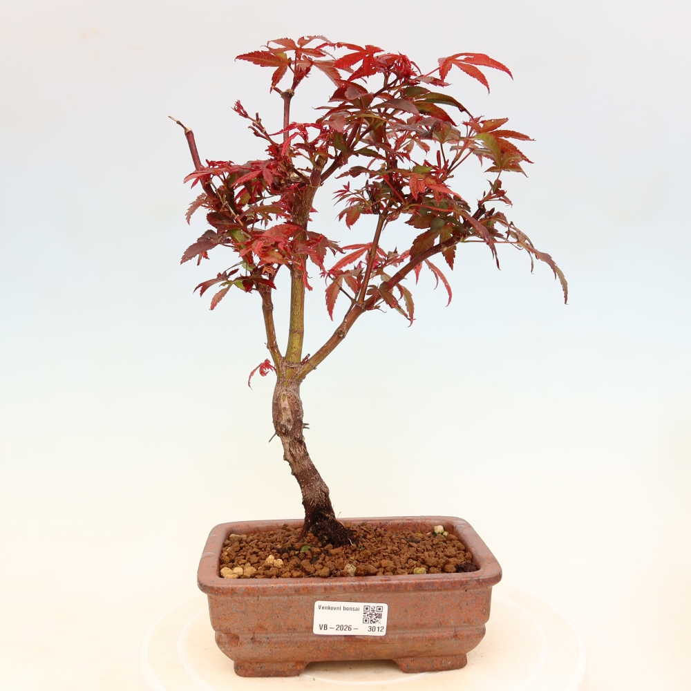 Vonkajší bonsai – javor dlaňolistý – Acer palmatum Berry Broom 