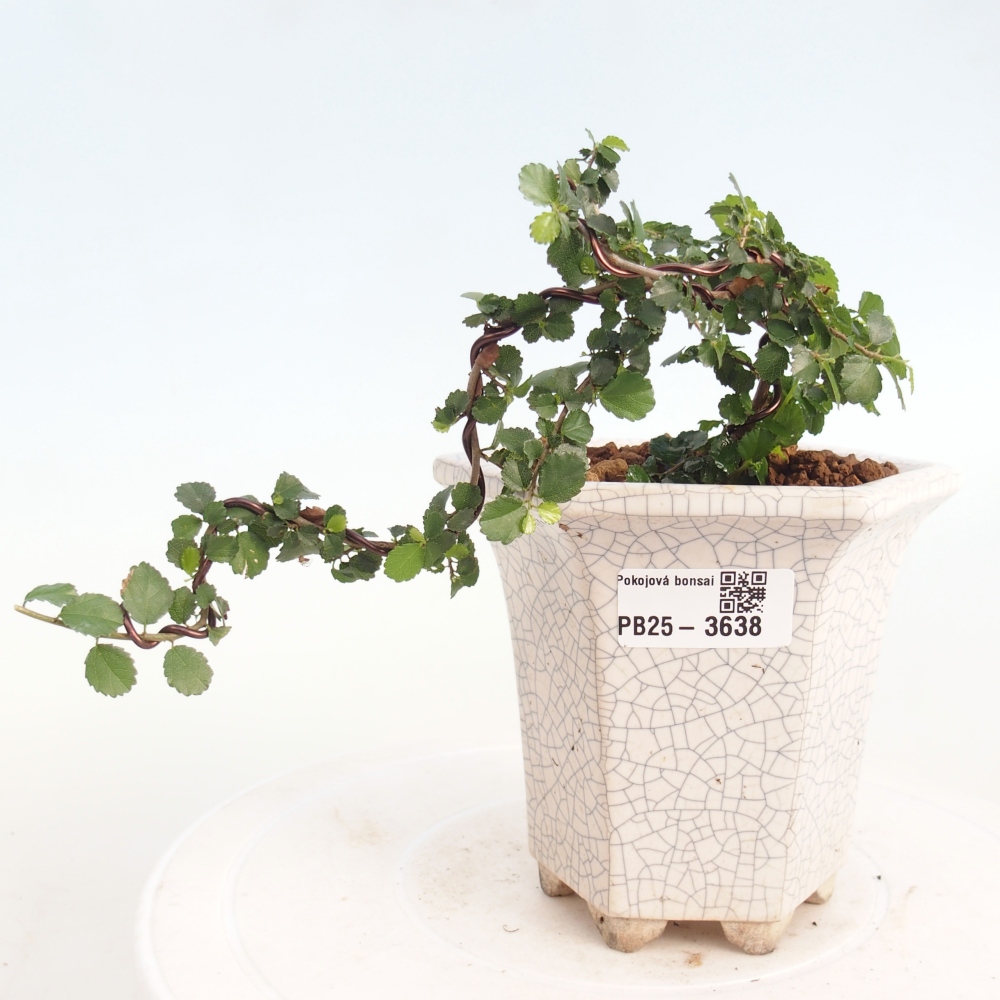 Izbový bonsaj - Grewia sp. - Grewia malafolia