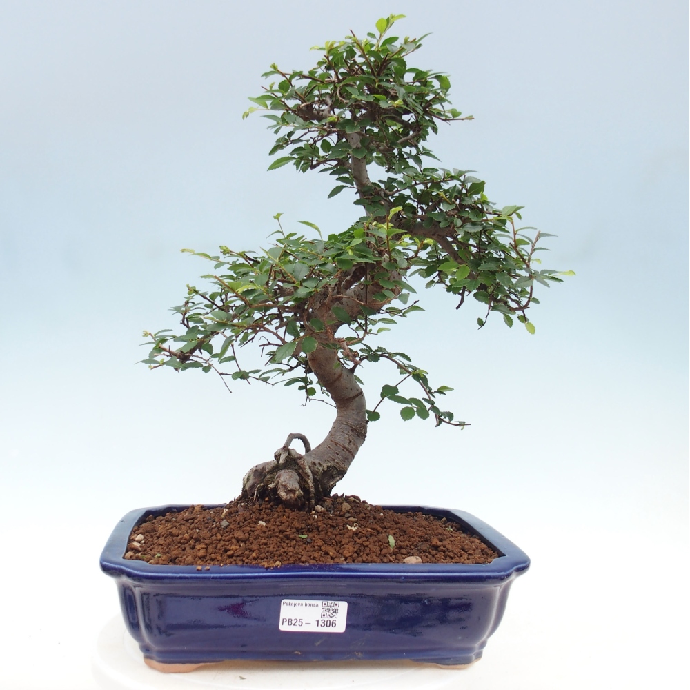 Izbová bonsai - Ulmus parvifolia - Malolistý brest