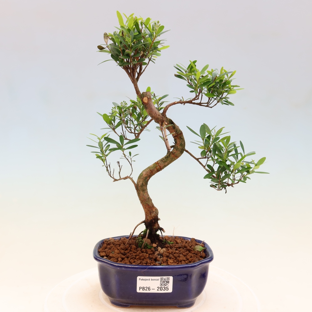 Izbové bonsaje - Syzygium - Pimento
