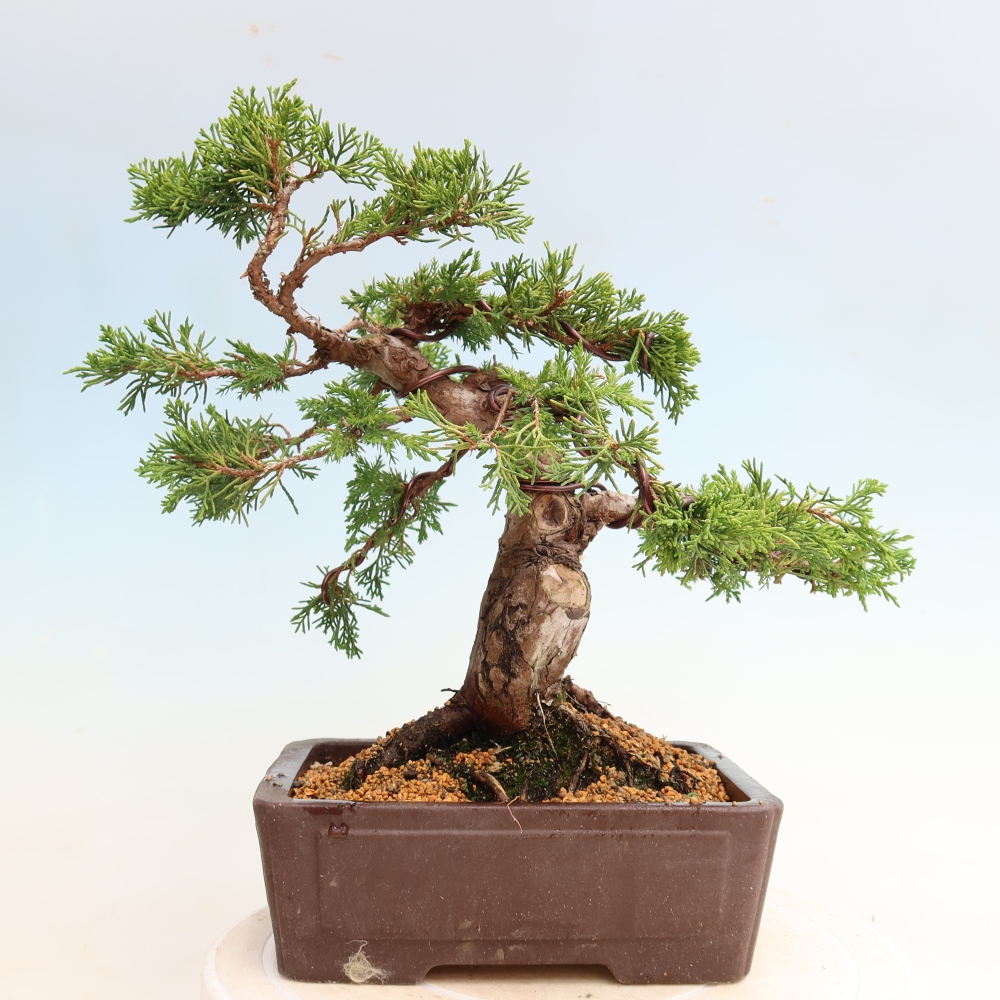 Vonkajší bonsai – Juniperus chinensis Itoigawa – čínsky jalovec