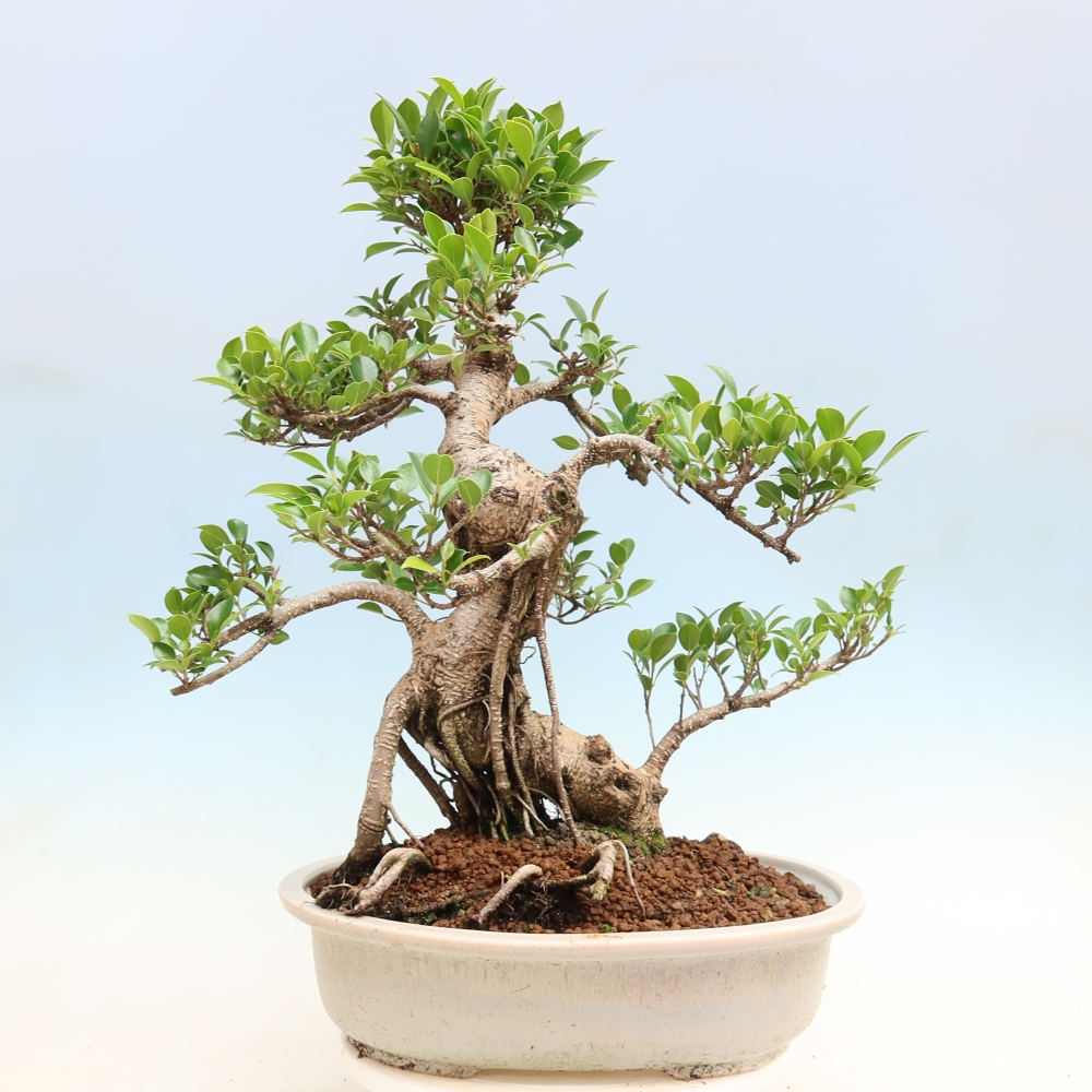 Izbové bonsaje - Ficus kimmen - drobnolistý fikus