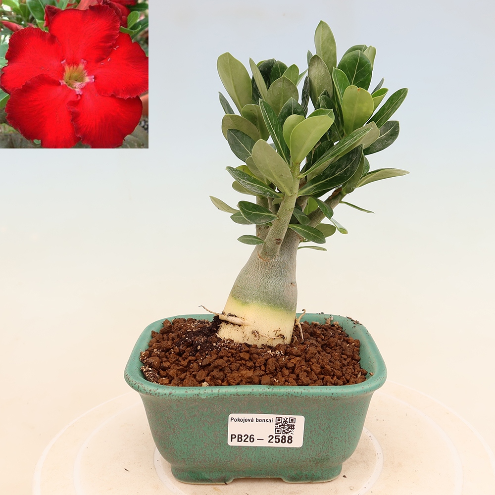 Izba bonsai – Adenium obesum Red Star – Púštna ruža