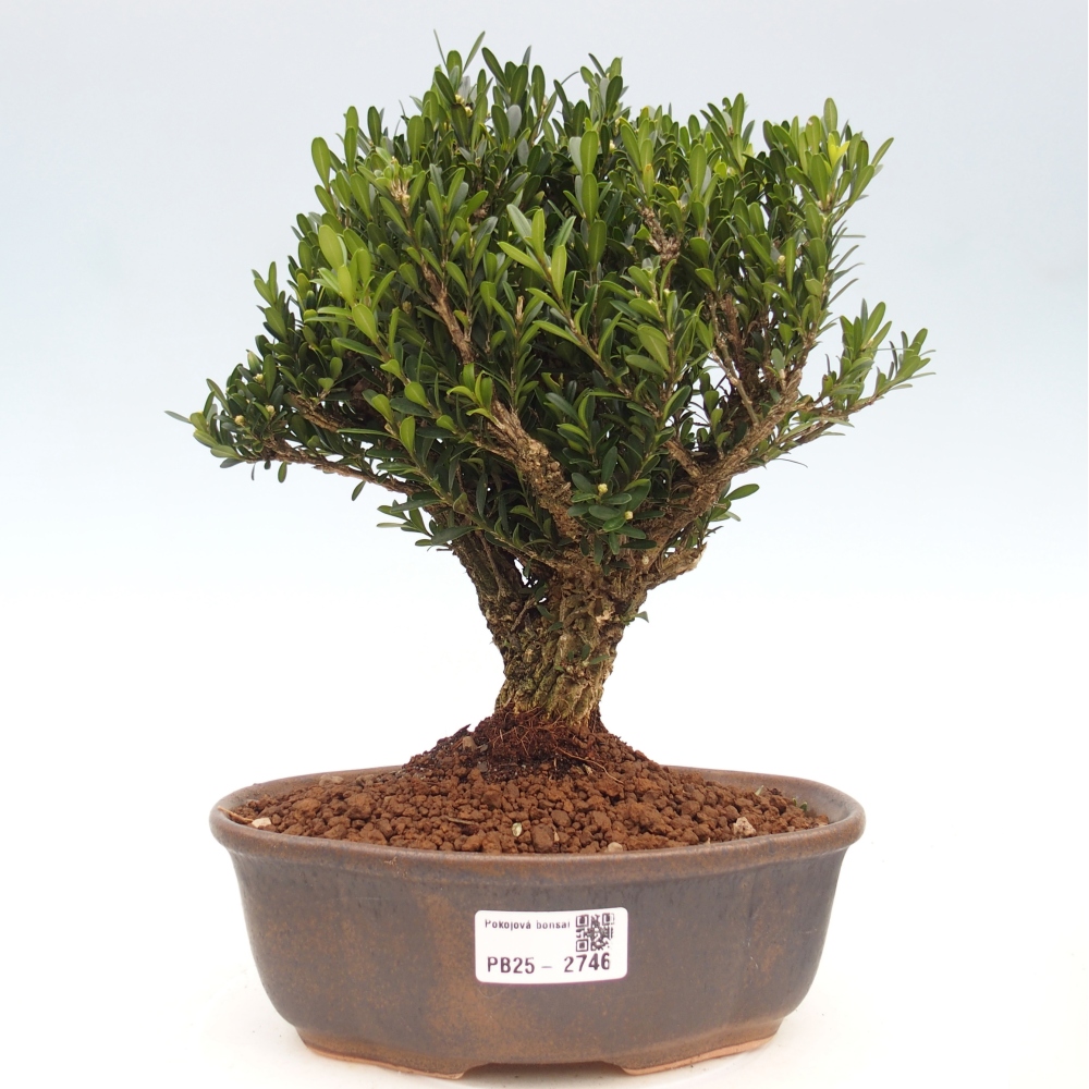 Izbová bonsai - Buxus harlandii - korkový buxus