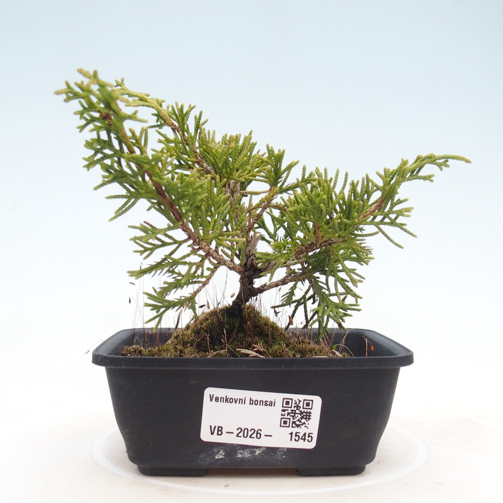 Vonkajší bonsaj - Juniperus chinensis Itoigawa