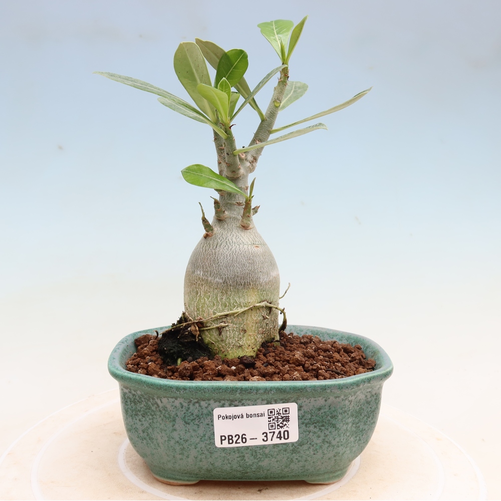 Izba bonsai – Adenium obesum Red Star – Púštna ruža