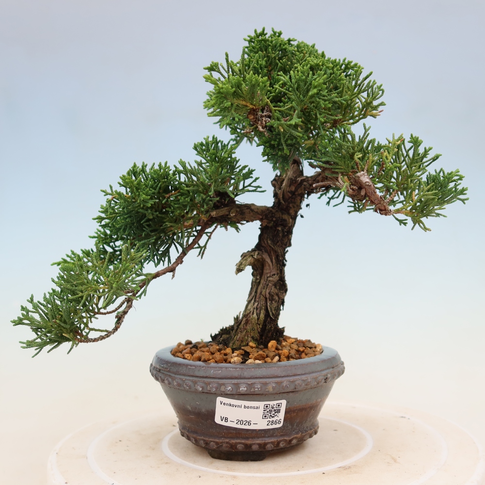 Vonkajší bonsaj - Juniperus chinensis Kishu