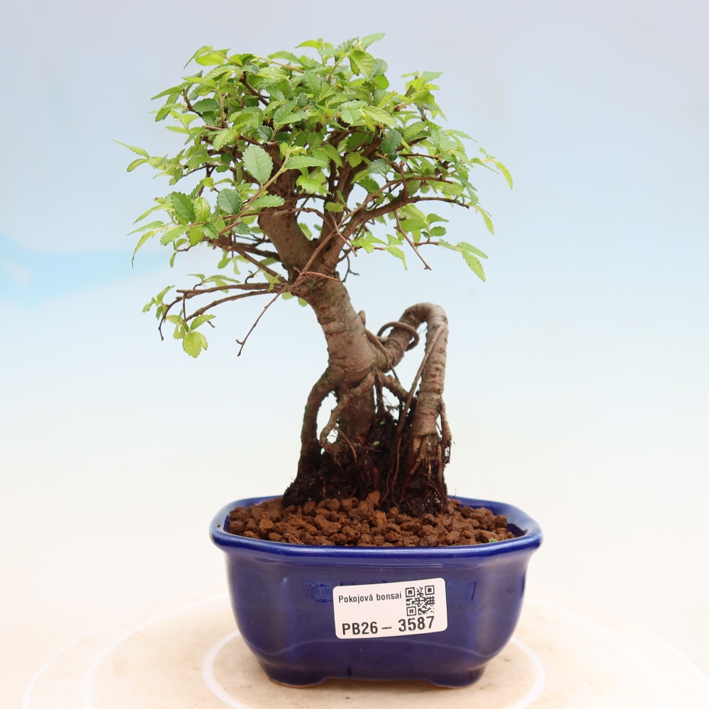 Izbový bonsaj - Ulmus parvifolia - brest malolistý
