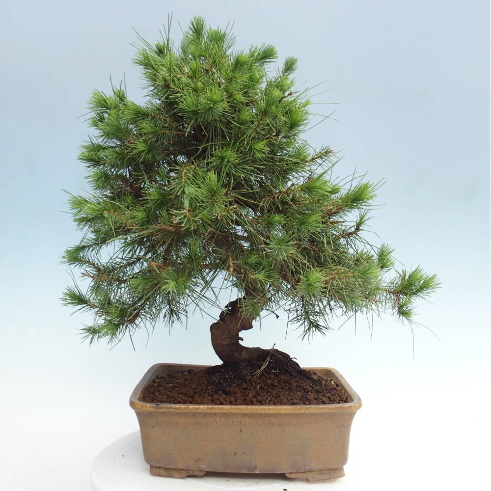 Izbový bonsaj - Pinus halepensis - Borovica aleppská