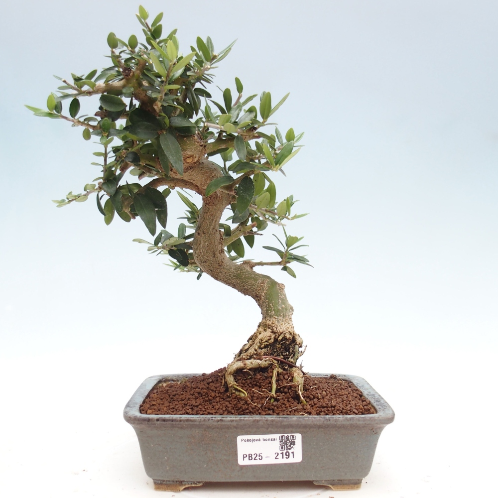 Izbová bonsai - Olea europaea sylvestris -Oliva evropská drobnolistá