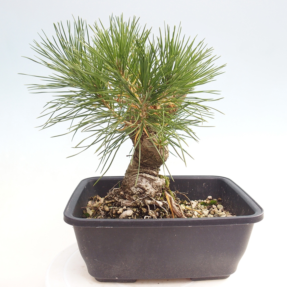 Vonkajšie bonsaje - Pinus thunbergii - borovica Thunbergova