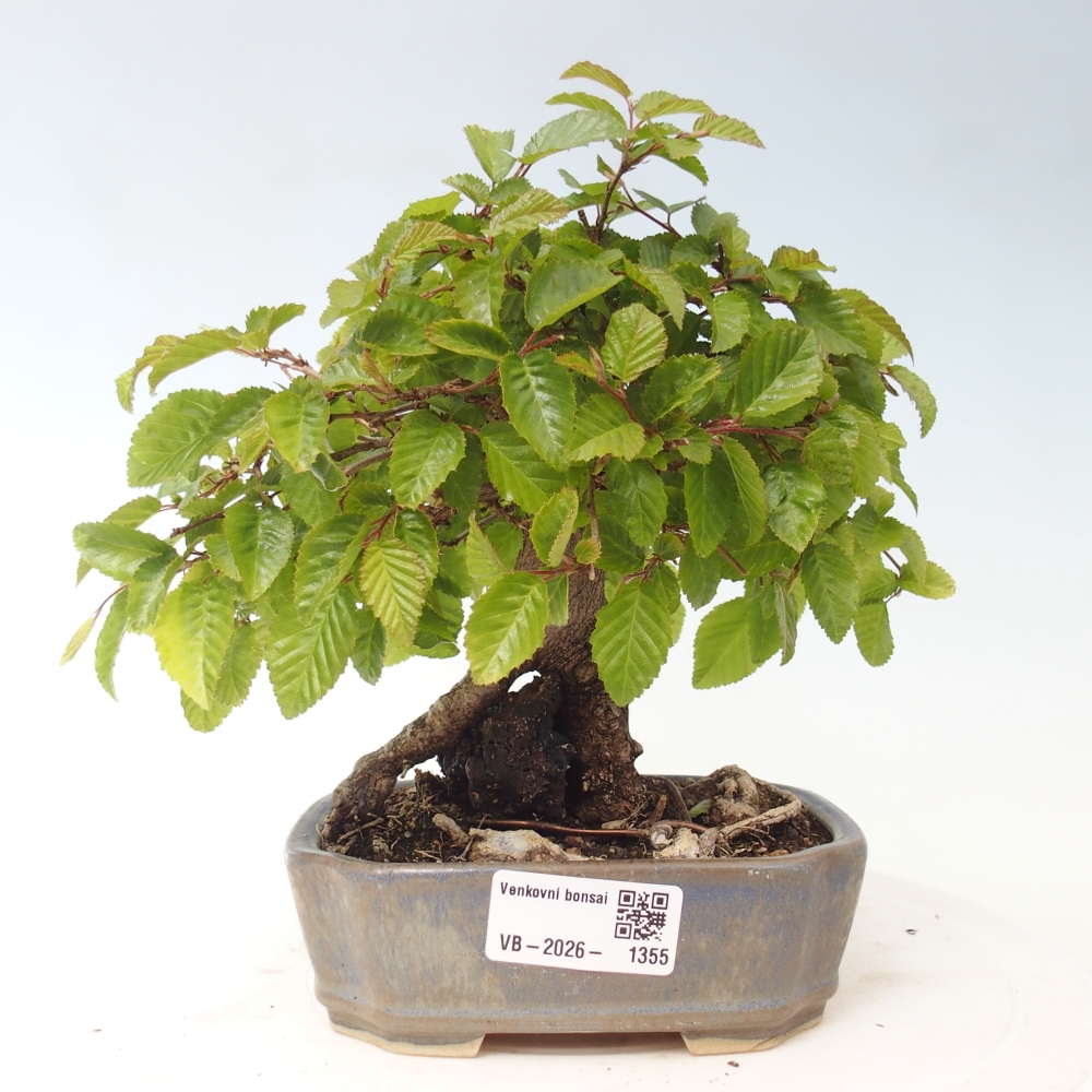 Vonkajšie bonsaje -Carpinus CARPINOIDES - Hrab kórejský