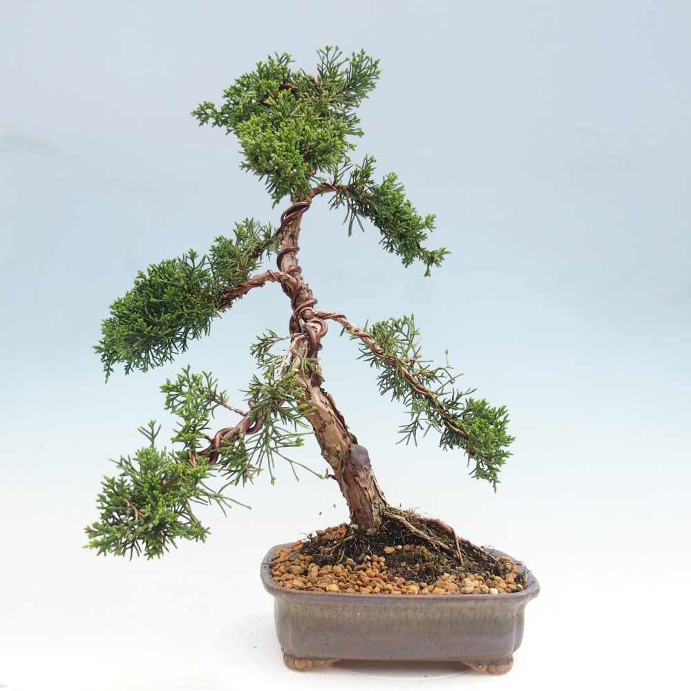 Vonkajší bonsaj - Juniperus chinensis Kishu