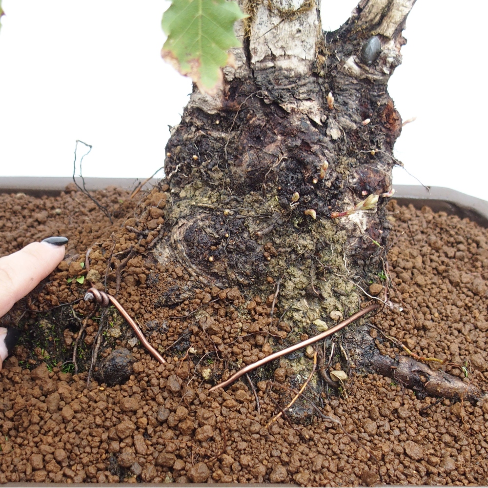 Yamadori - Quercus Ilex -Dub cezmínovitý