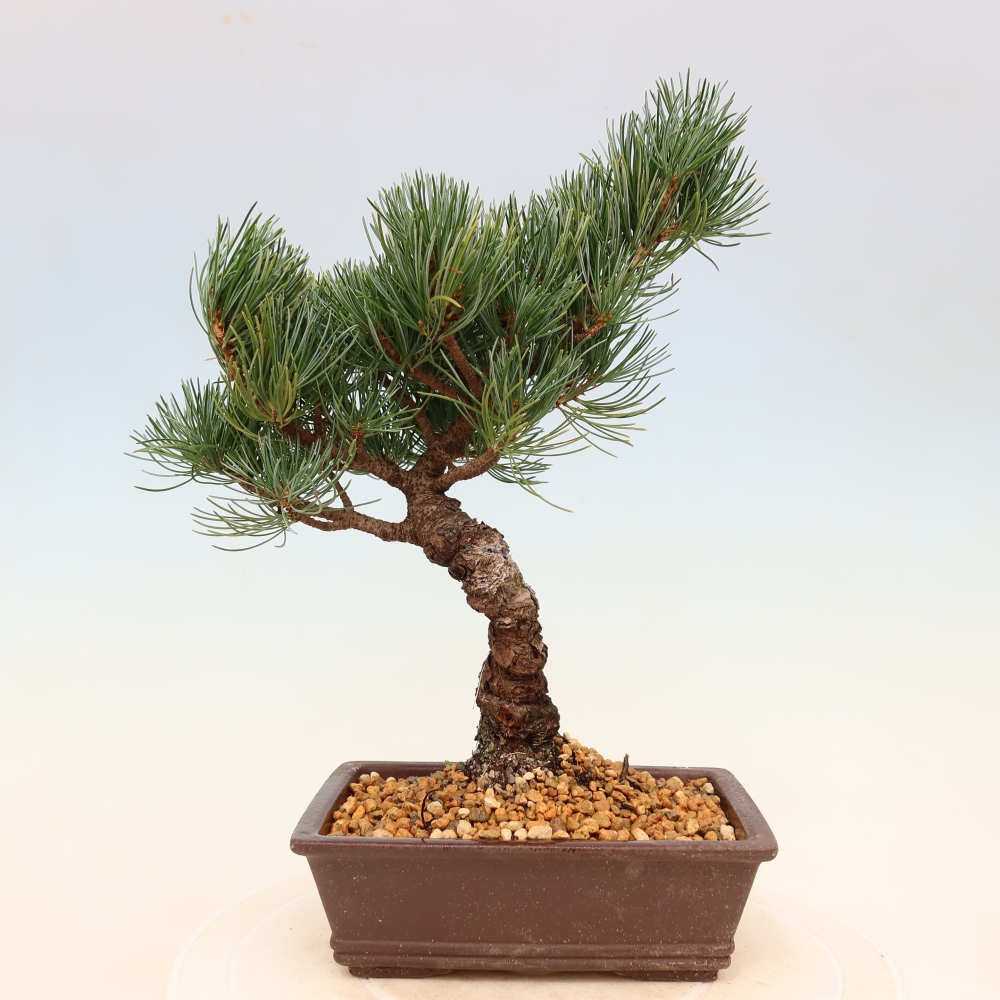 Vonkajšie bonsaje - Pinus parviflora - Pinus parviflora