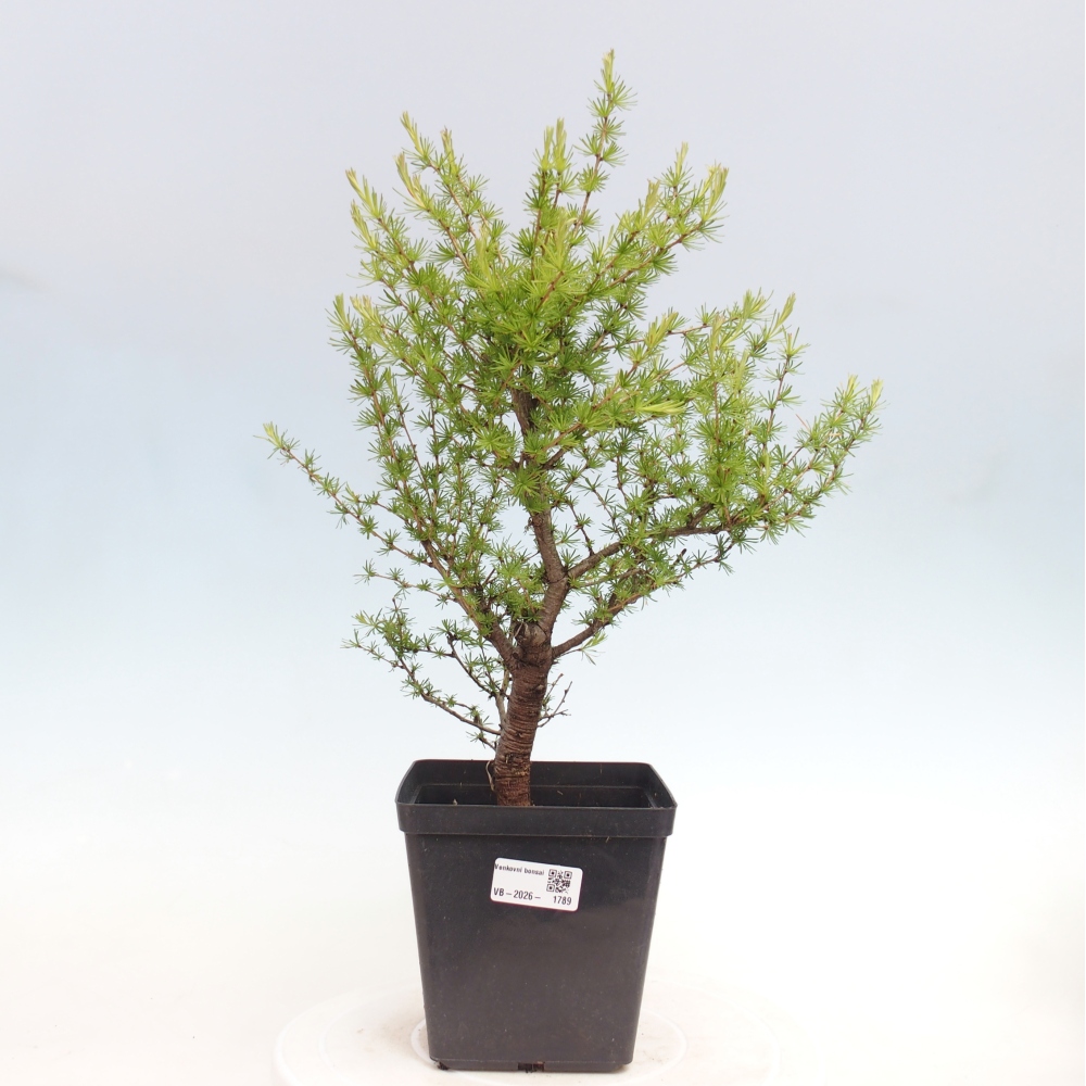 Vonkajšie bonsaje -Larix decidua - Smrekovec