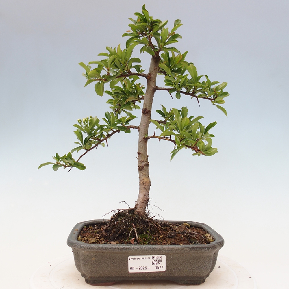 Vonkajšia bonsai-Pyracanta Teton -Hlohyně
