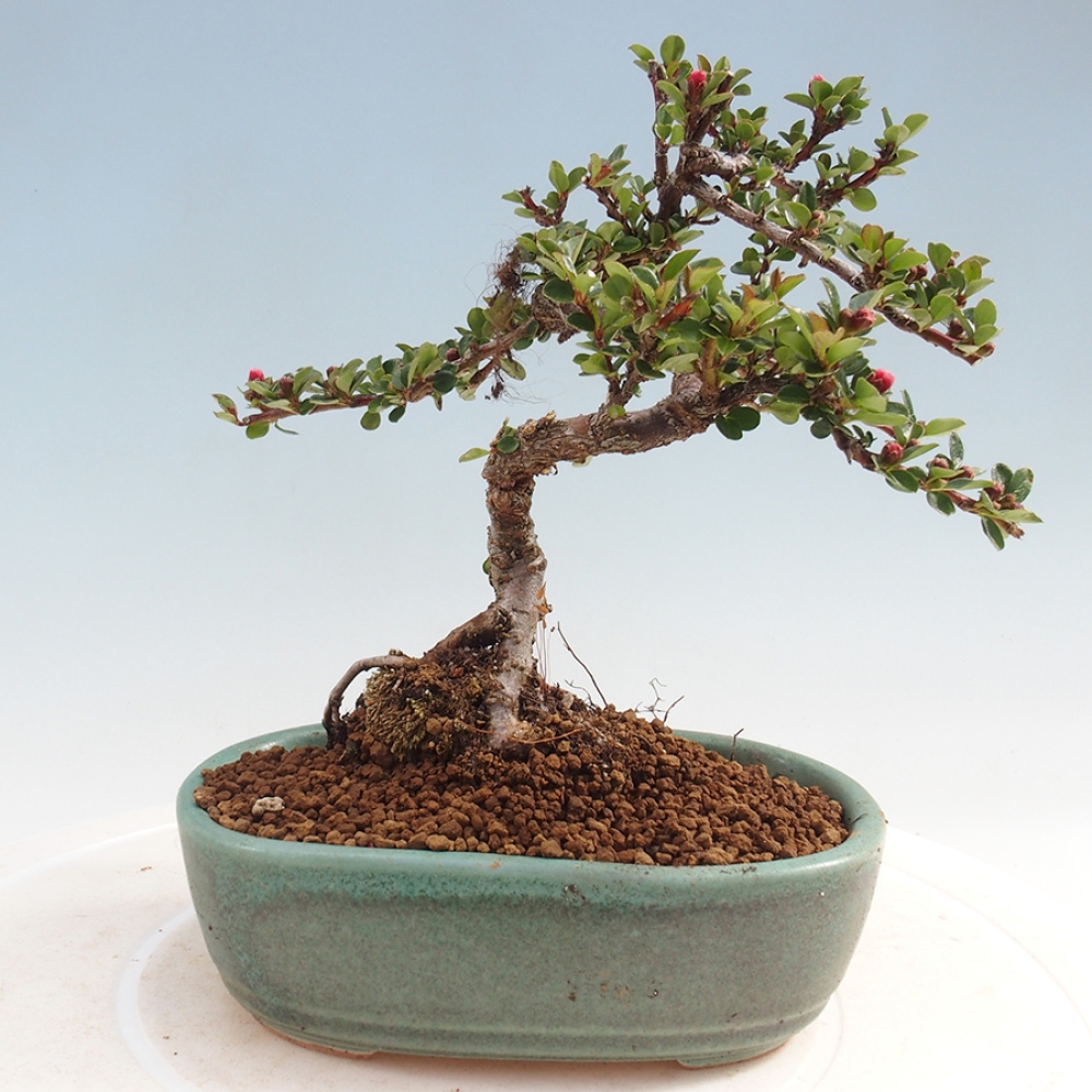 Vonkajší bonsai - Cotoneaster horizontalis - Skalník