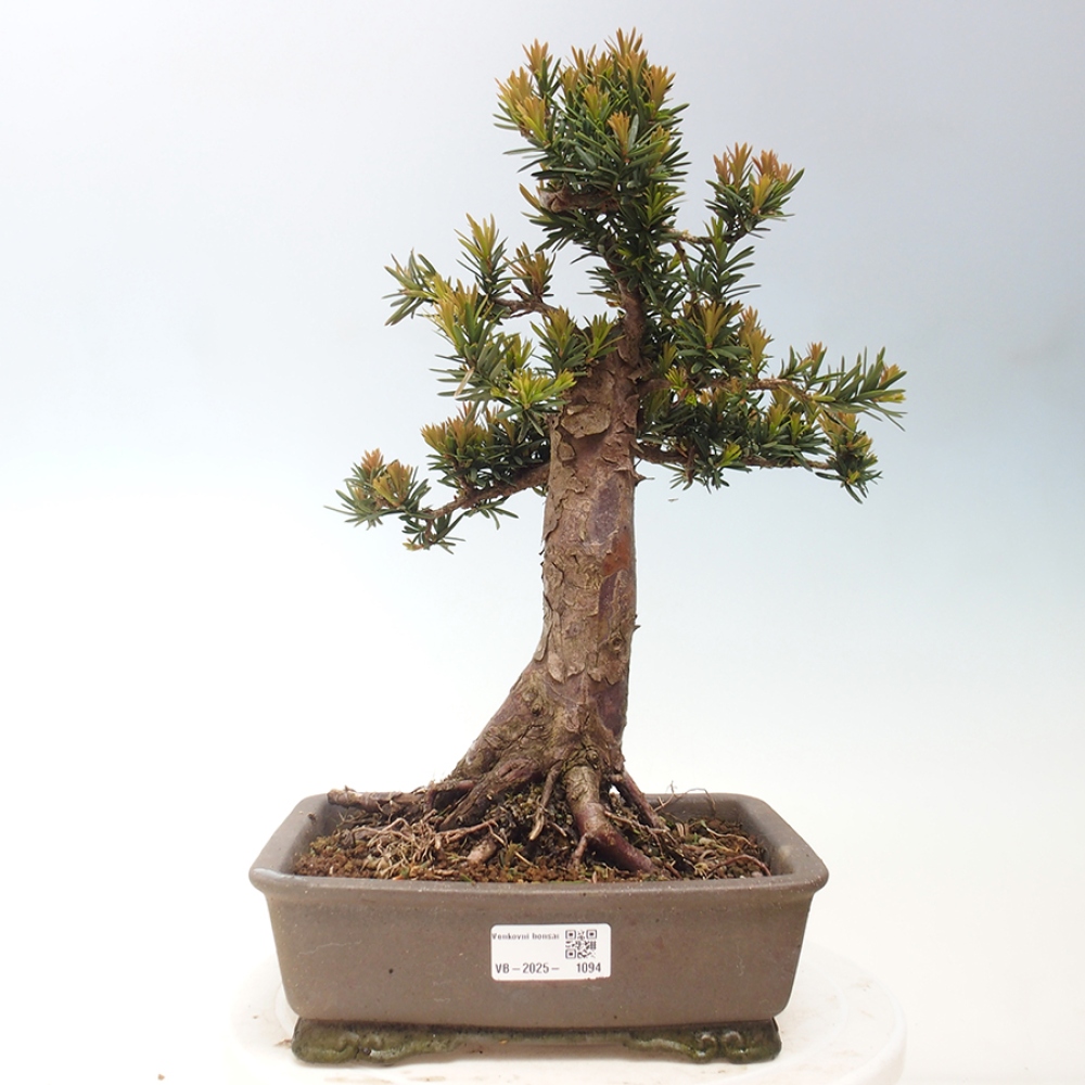 Vonkajší bonsai - Taxus cuspidata - Tis japonský