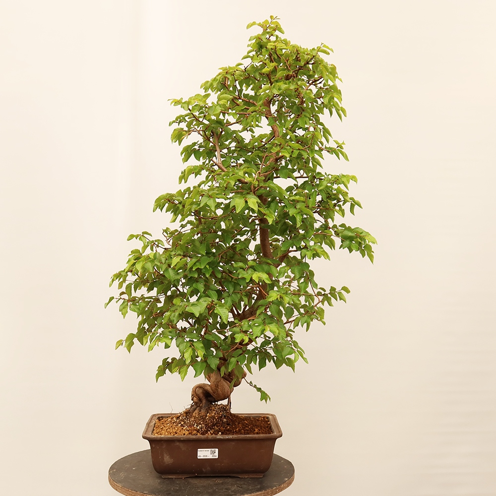 Vonkajší bonsai -Carpinus Coreana - Hrab kórejský