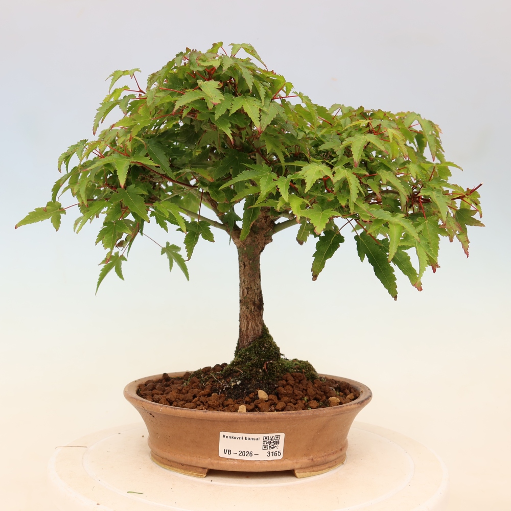 Acer palmatum KIOHIME - Javor palmetový