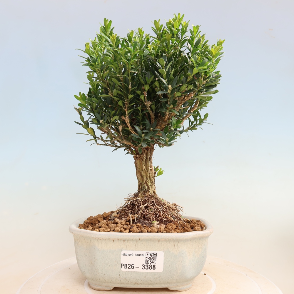 Izbové bonsaje - Buxus harlandii - korkový buxus