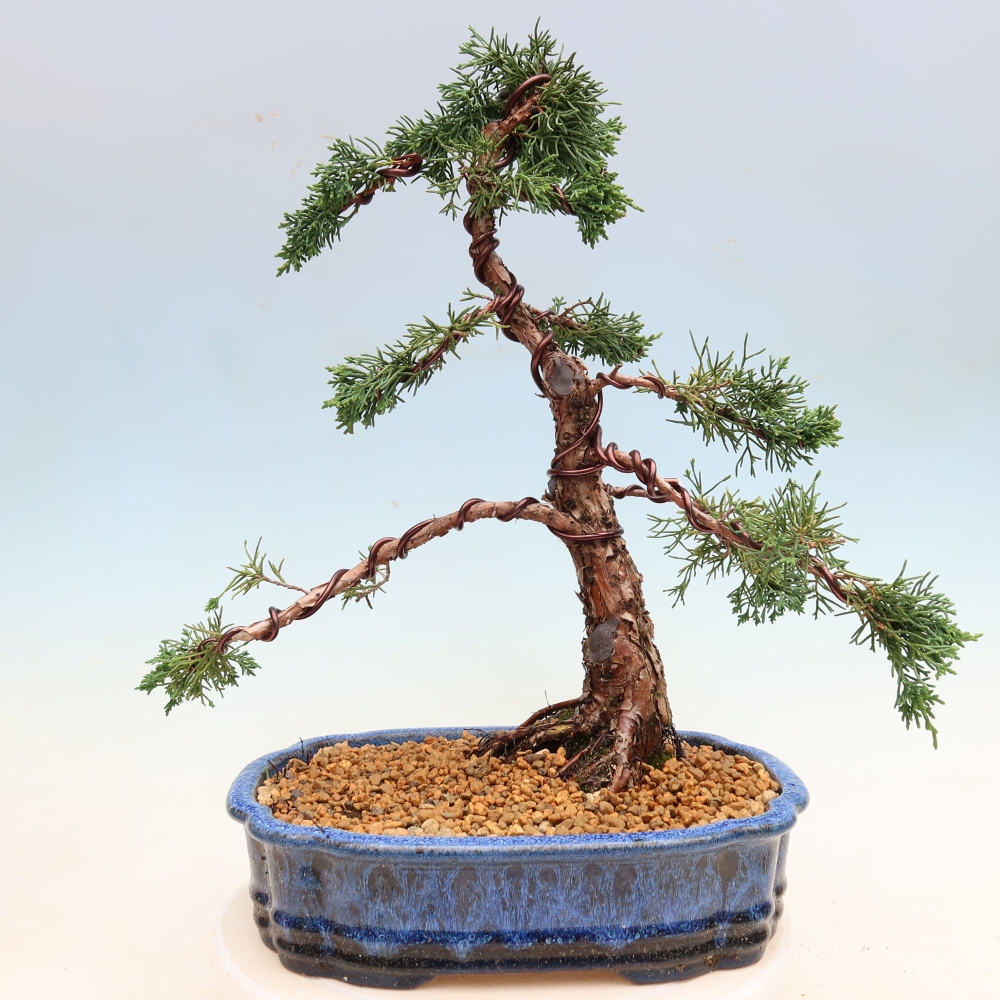 Vonkajší bonsaj - Juniperus chinensis Kishu