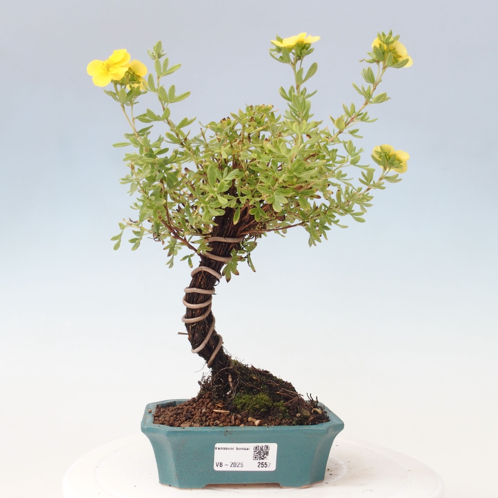 Vonkajšia bonsai-Nátržník krovitá - potentila fruticosa yellow Bird