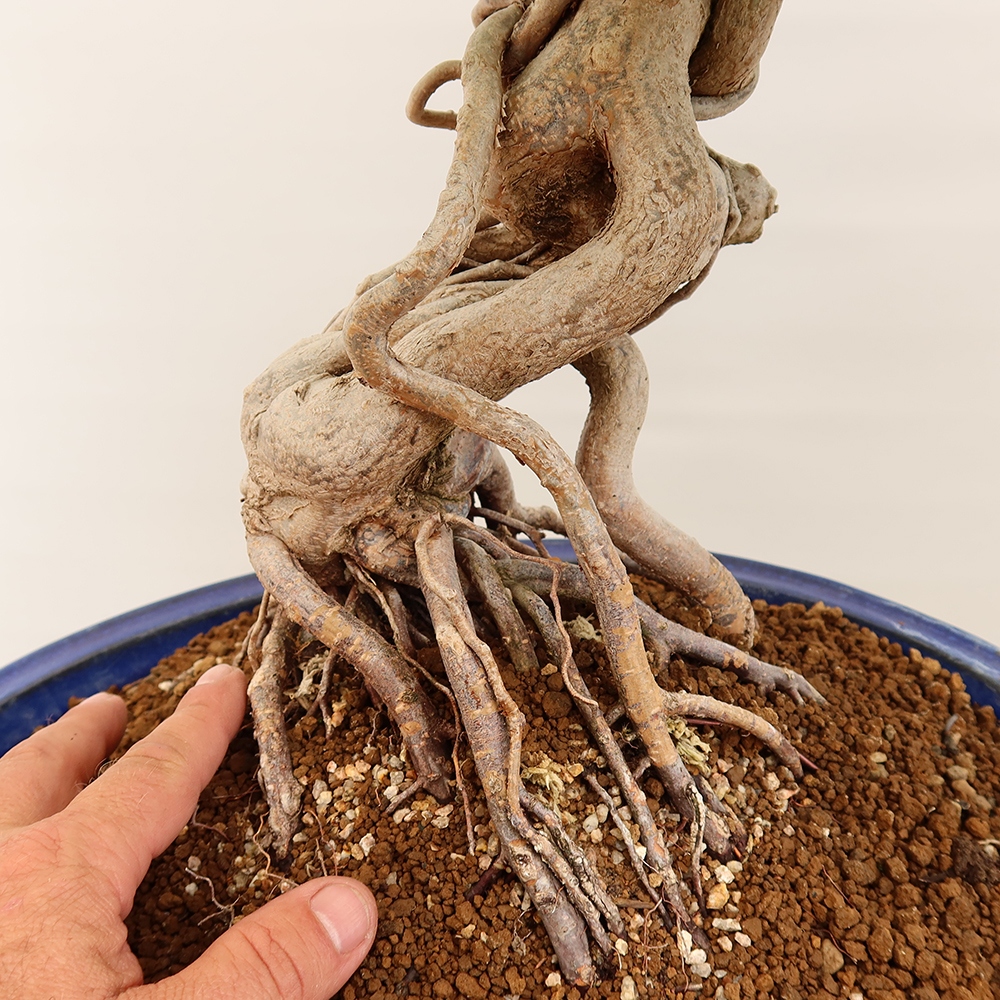 Vonkajší bonsai -Carpinus Coreana - Hrab kórejský
