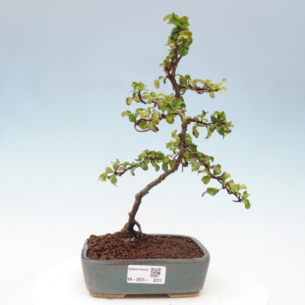 Vonkajšie bonsai - Chaneomeles s. Red Joy - Dulovec