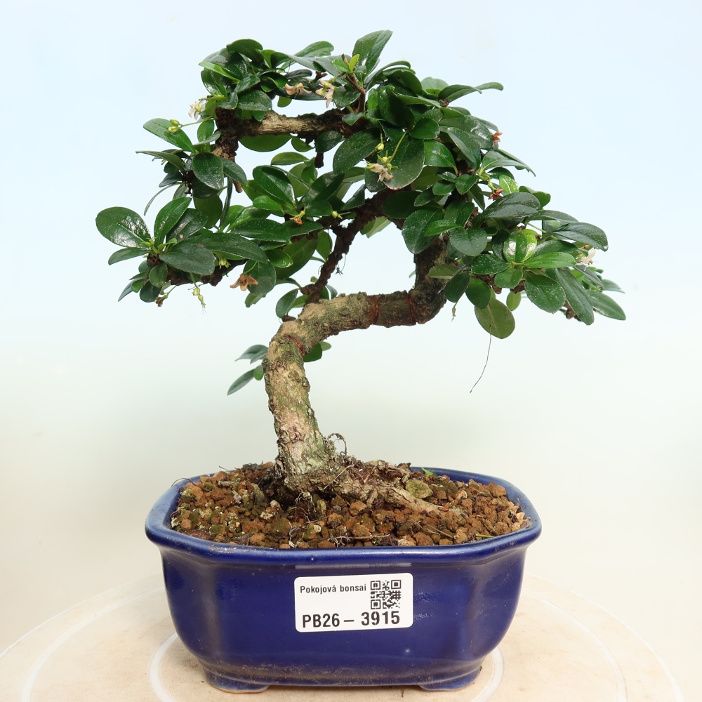 Izbové bonsaje - Carmona macrophylla - Tea fuki