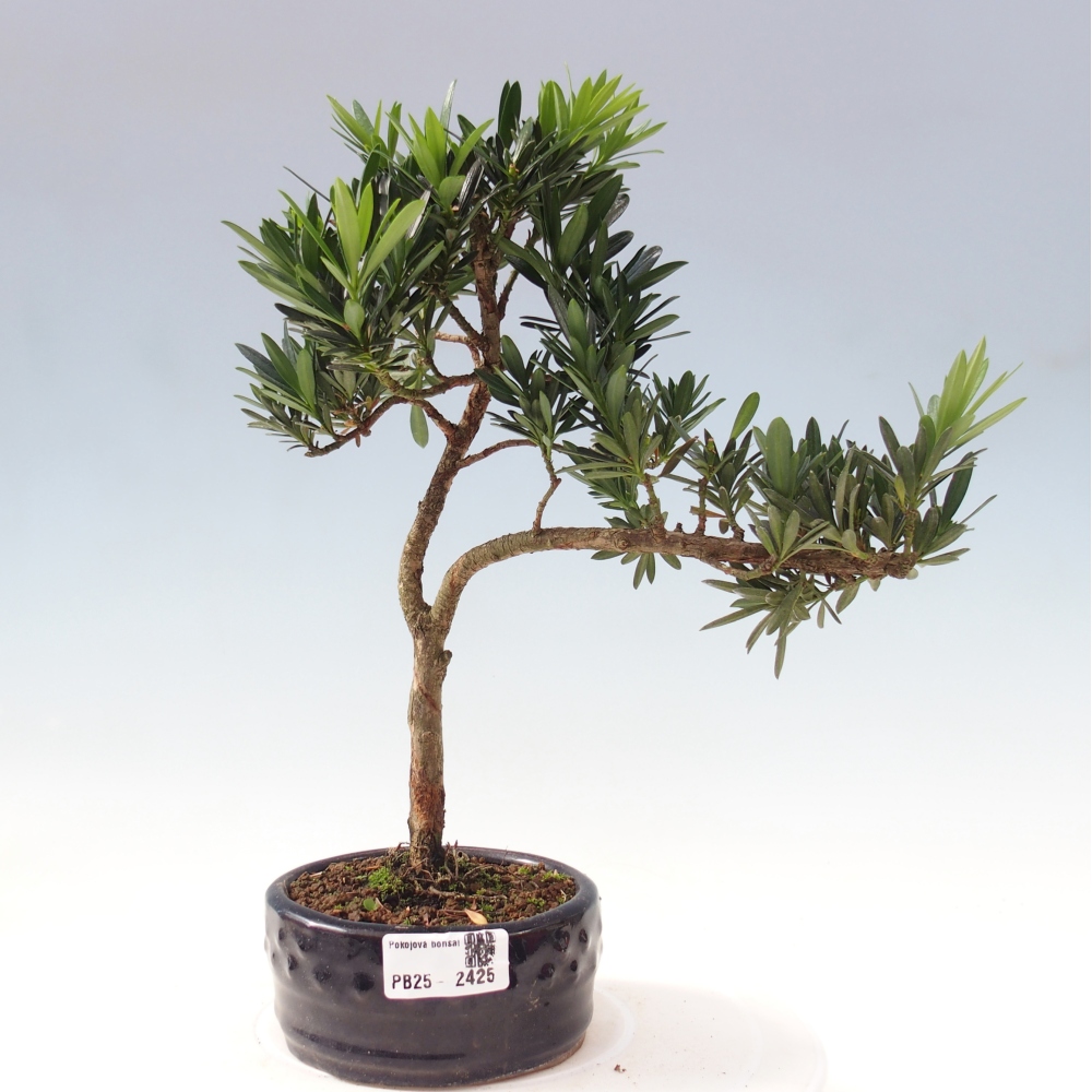 Izbová bonsai - Podocarpus - Kamenný tis