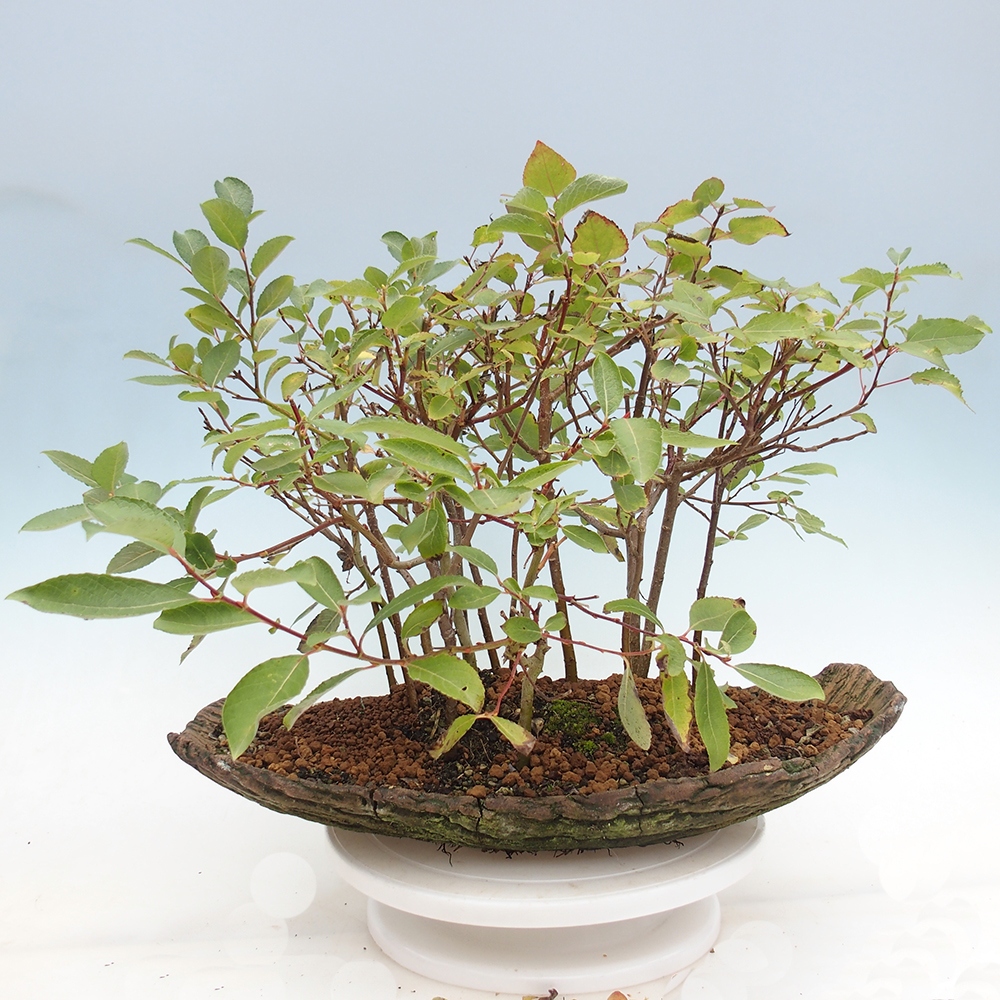 Vonkajšie bonsai - Salix - Vŕba