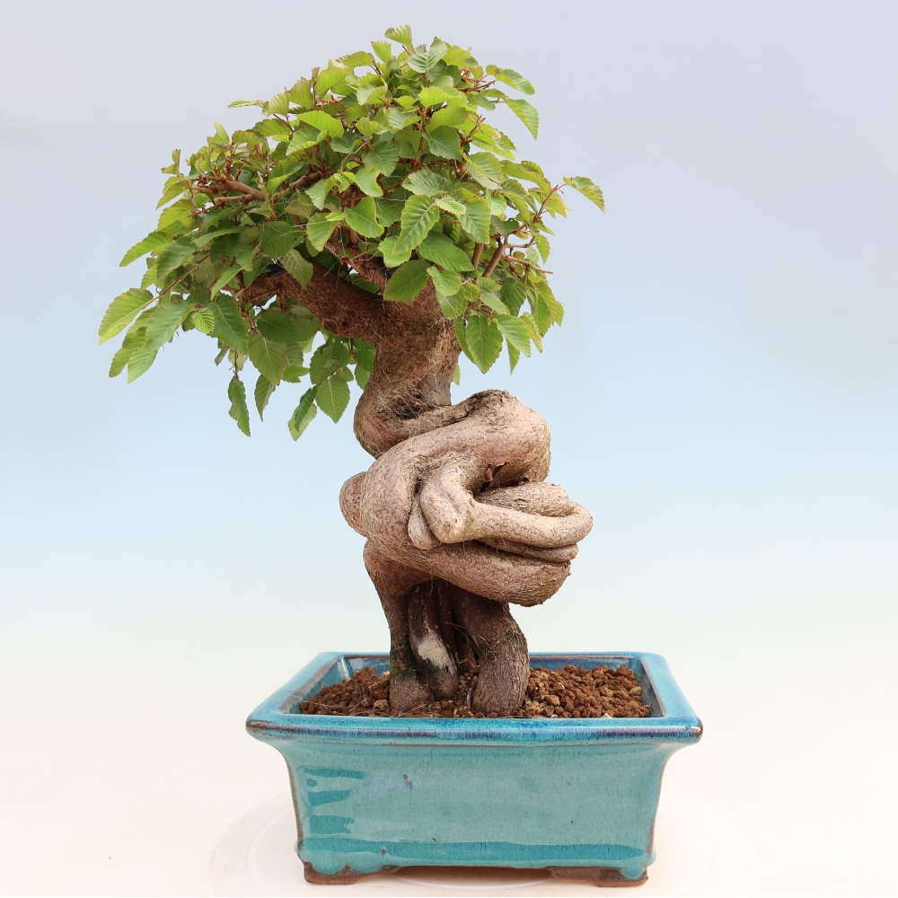Vonkajší bonsaj -Carpinus coreana - Hrab kórejský